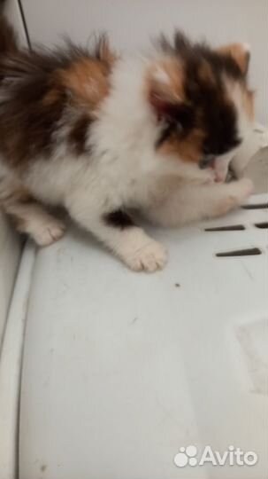 Кошка в дар