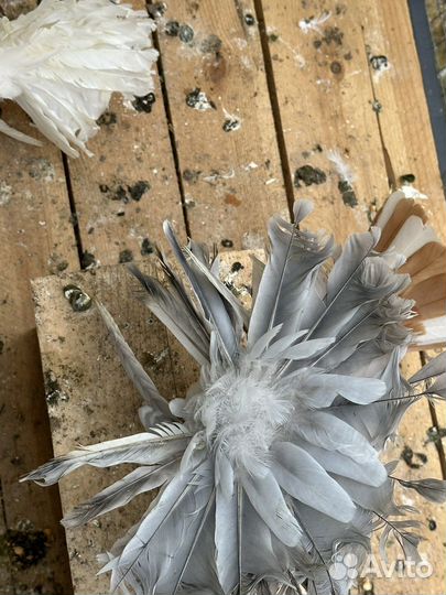 Голуби павлины