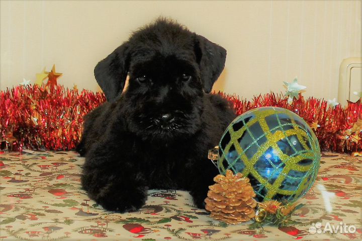 Щенки цвергшнауцера черного окраса