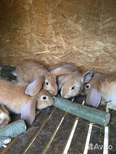 Кролики мясных пород
