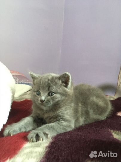 Кошки в добрые руки бесплатно