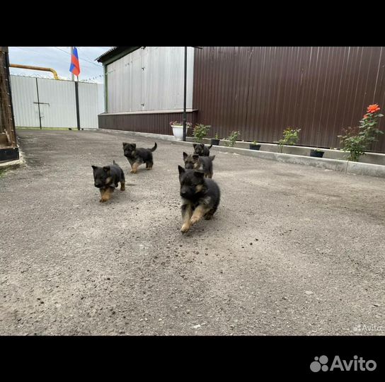 Щенки немецкой овчарки