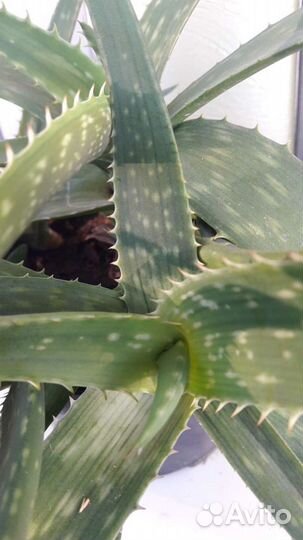 Каланхоэ,алоэ-вера