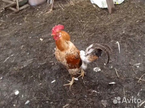 Петухи рабочие