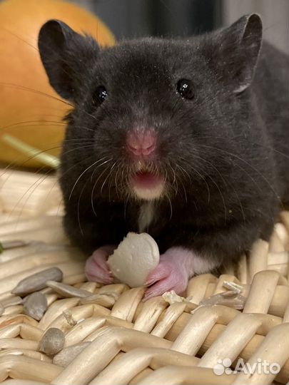 Сирийские хомяки из Питомника