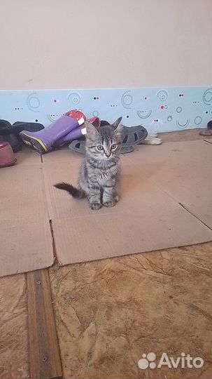 Кошки в добрые руки