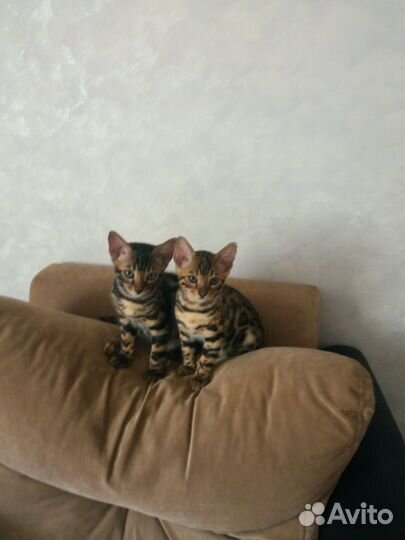 Бенгальская кошка