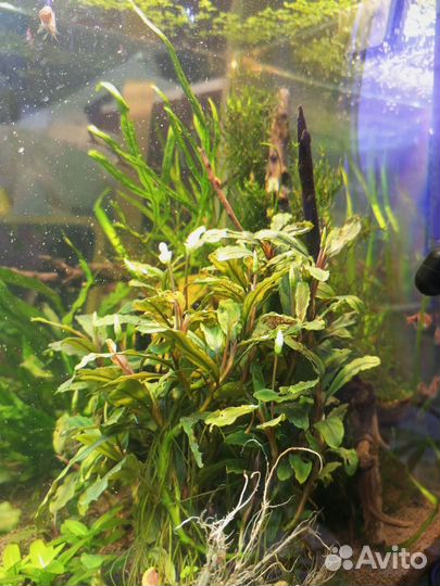 Аквариумные растения