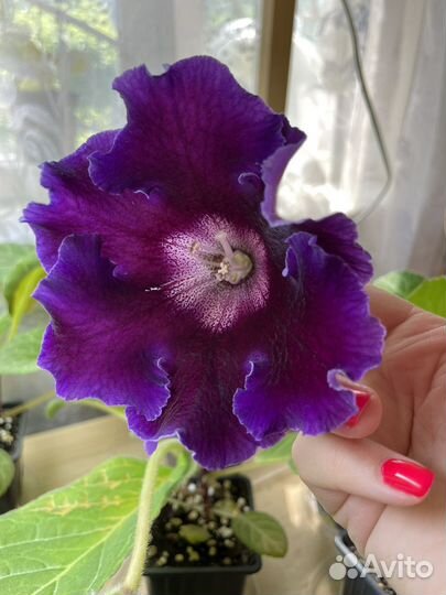 Глоксиния махровая