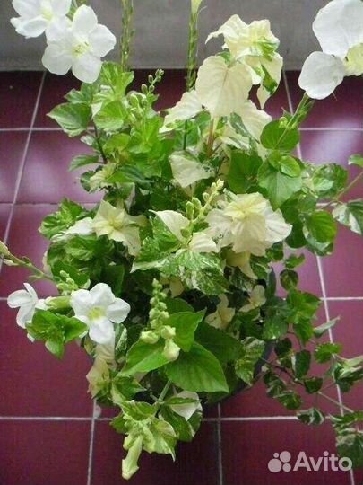 Азистазии сетчатая, вариегатная и обычная