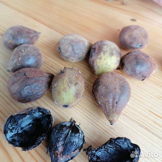 Орех Ланкастерский, Идеал, Маньчжурский,Фундук