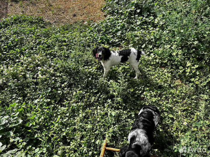 Щенки спаниеля