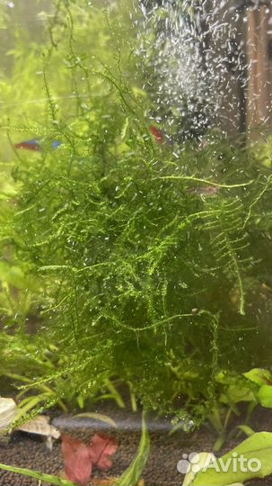 Аквариумные растения прополка. Мох и папоротник