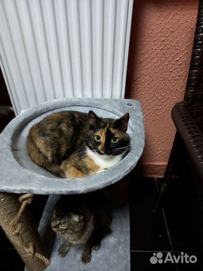 Кошка-чемпионка Мята