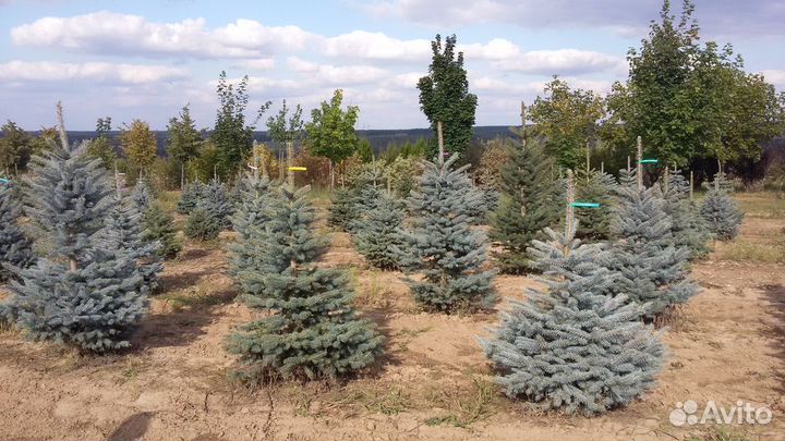 Ель голубая