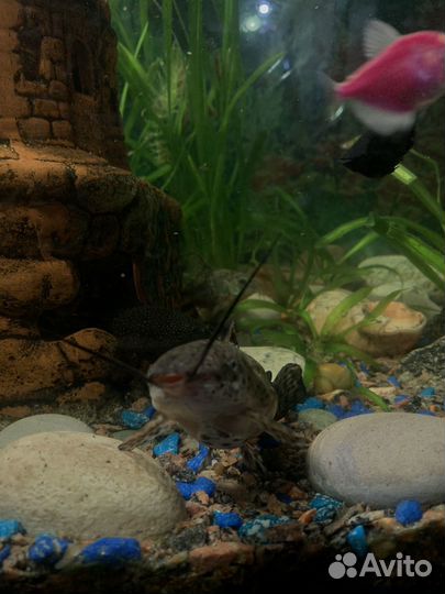 Сомики таракатум