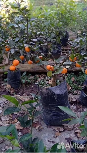 Сладкий аромат