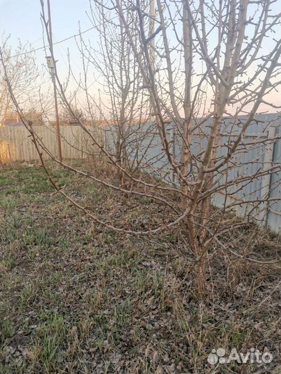 Крупномеры груши яблони