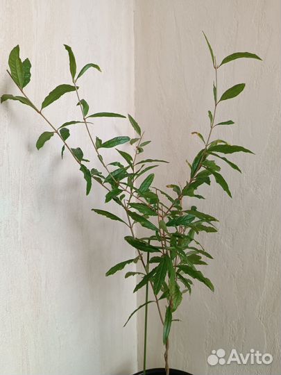 Гранат из косточки