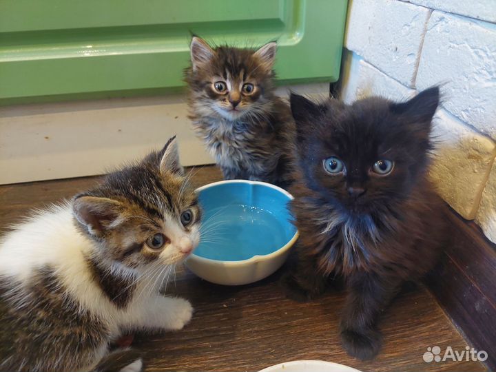 Малявочки в добрые руки