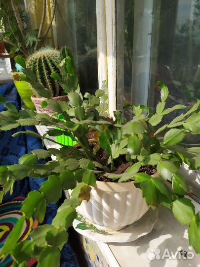 Декабрист шлюмбергера