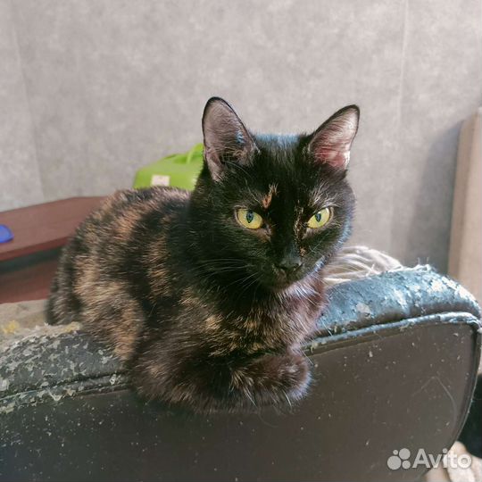 Кошечка Ева
