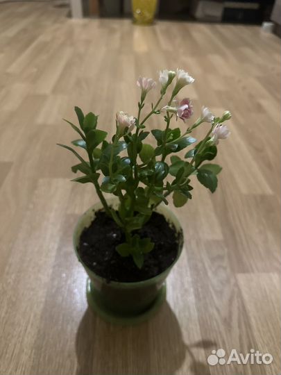 Домашний цветок Каланхое