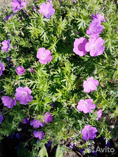 Герань садовая