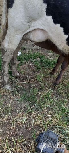 Корова высокоудойная