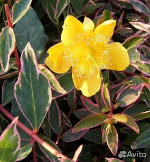 Зверобой,камнеломка, горец,гаура,хебе,хаутюния