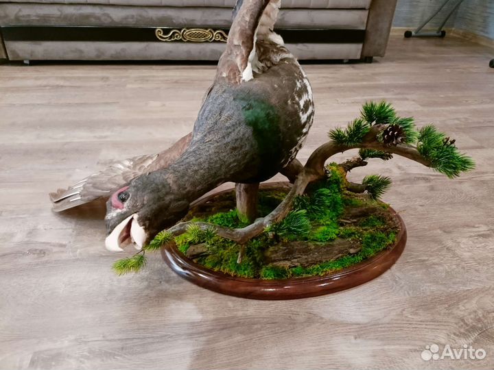 Чучело глухаря