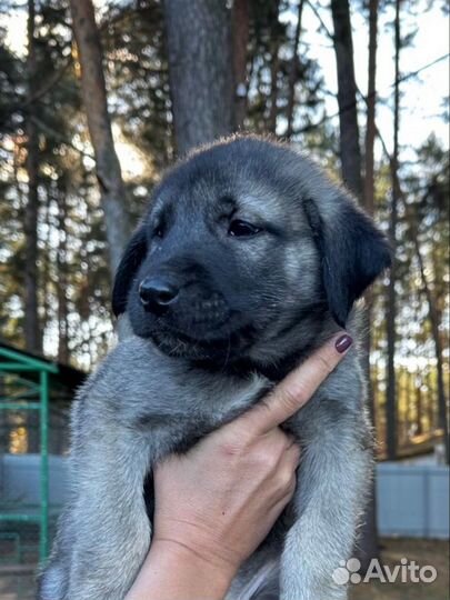 Турецкий кангал продам