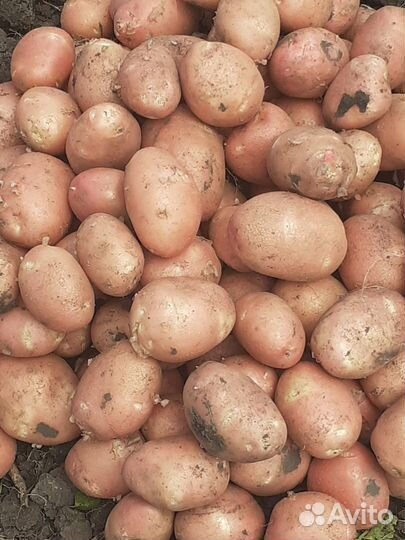 Продам картошку оптом