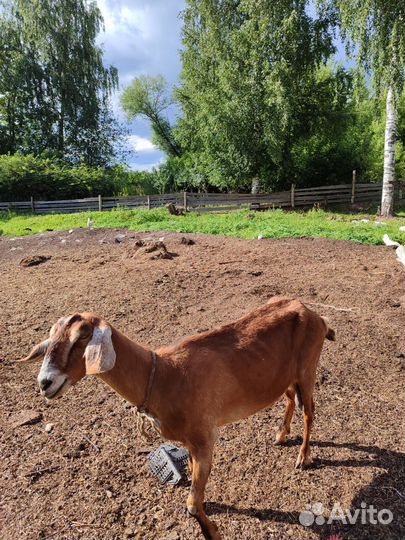 Козы и козлята