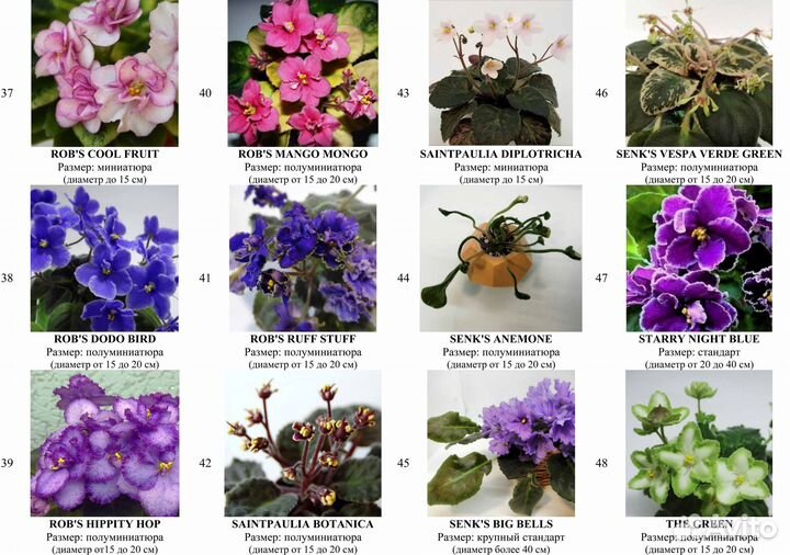 Детки сортовых фиалок