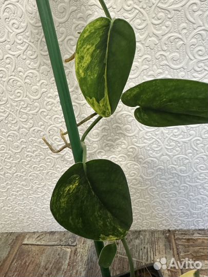 Сциндапсус жаде сатин вариегатный