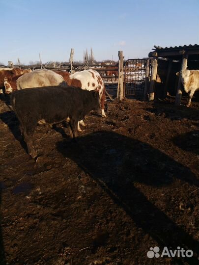 Быки живым весом продать