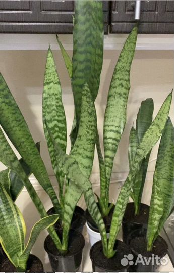 Сансевиерия 4сорта