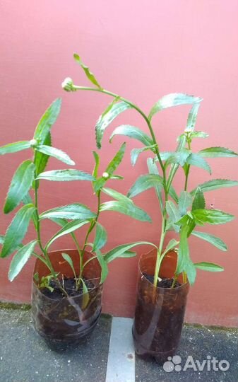 Ромашка махровая