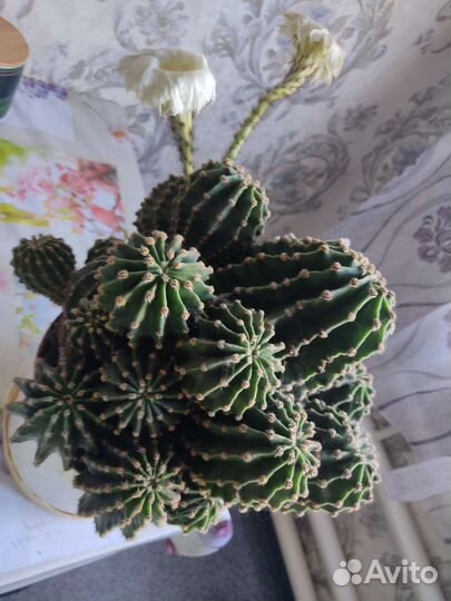 Кактус цветущий с детками