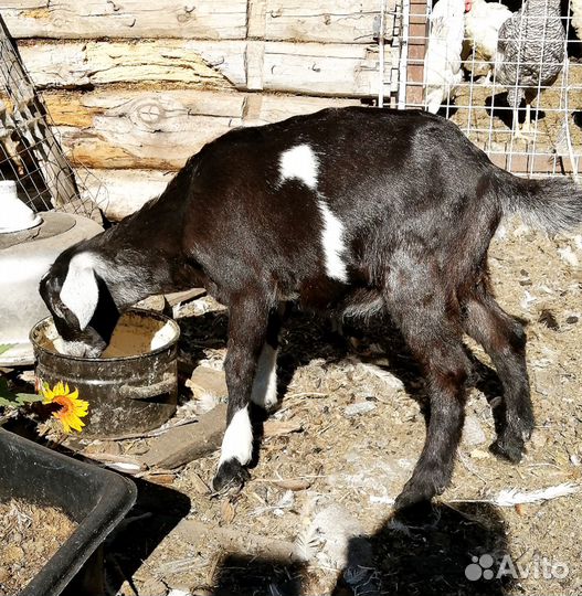 Нубийский козлик