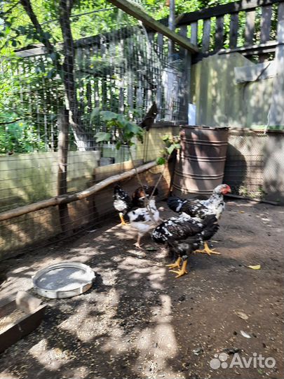 Цыплята ливенская ситцевая