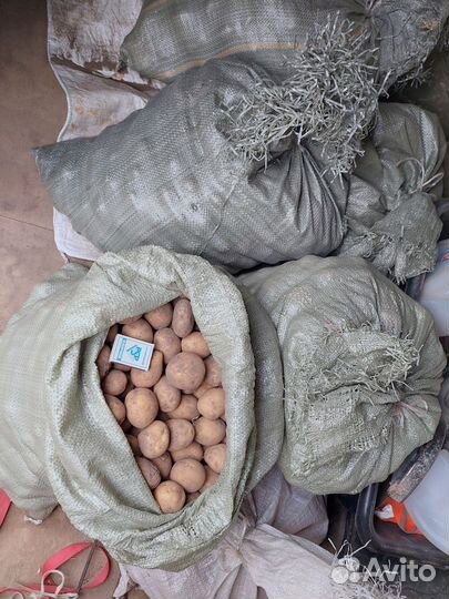 Продам мелкий картофель