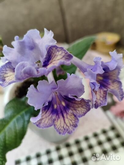 Цветущий стрептокарпус