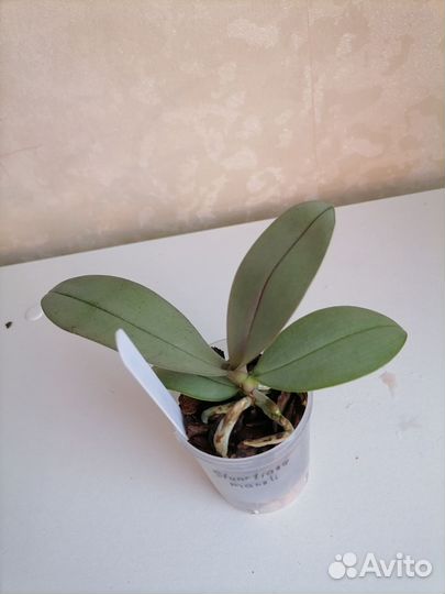 Орхидея фаленопсис подросток