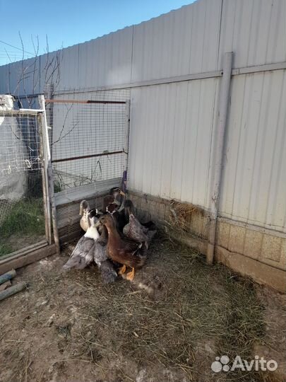 Яйца перепелиные десяток