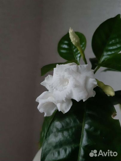 Табернемонтана