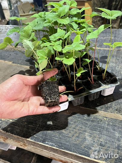 Рассада клубники