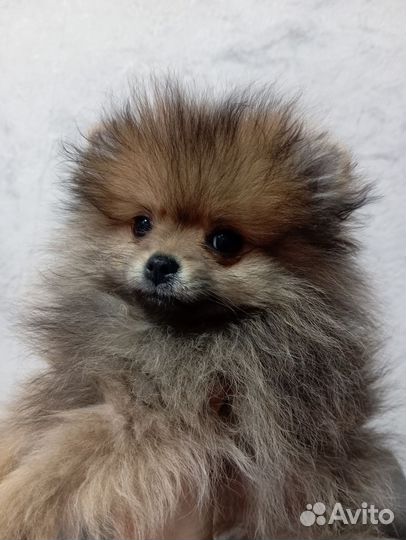 Померанский шпиц мини