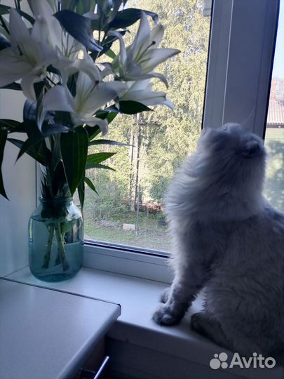 Кот вязка